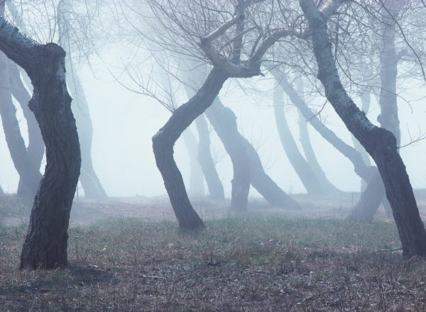 Fondo 49